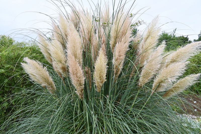 Pampas Grass Control in Aiken, SC