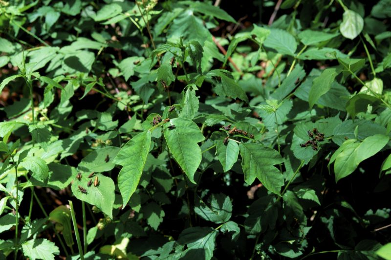 Poison Ivy Removal in Doylestown, PA