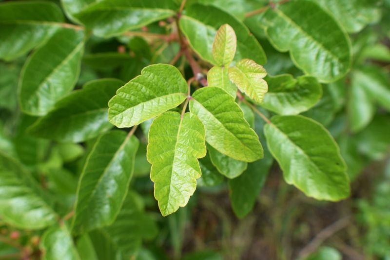 Poison Oak Removal in Montgomery County, PA