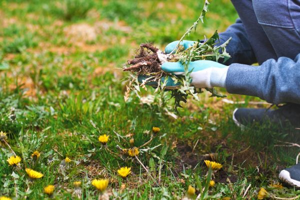 Weed Maintenance