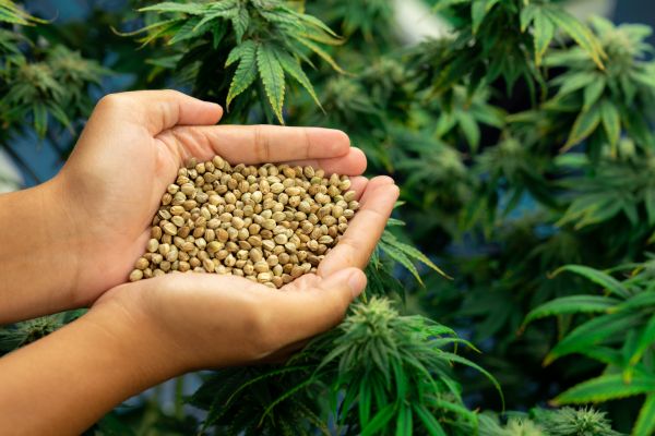 Hemp Grooming