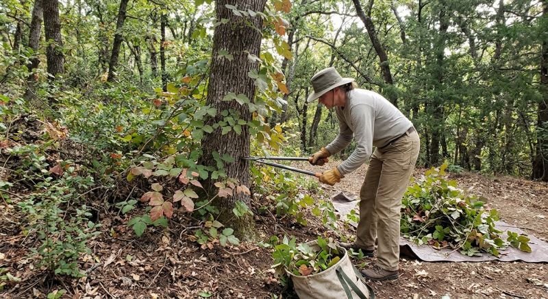 Hemlock Removal in Delaware County, PA