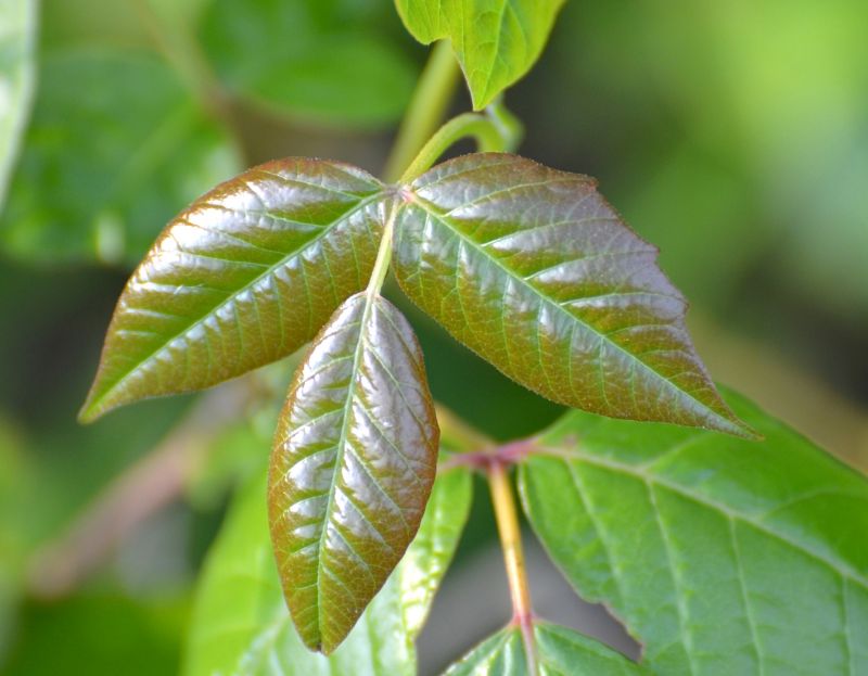 Poison Ivy Removal in Bel Air, MD
