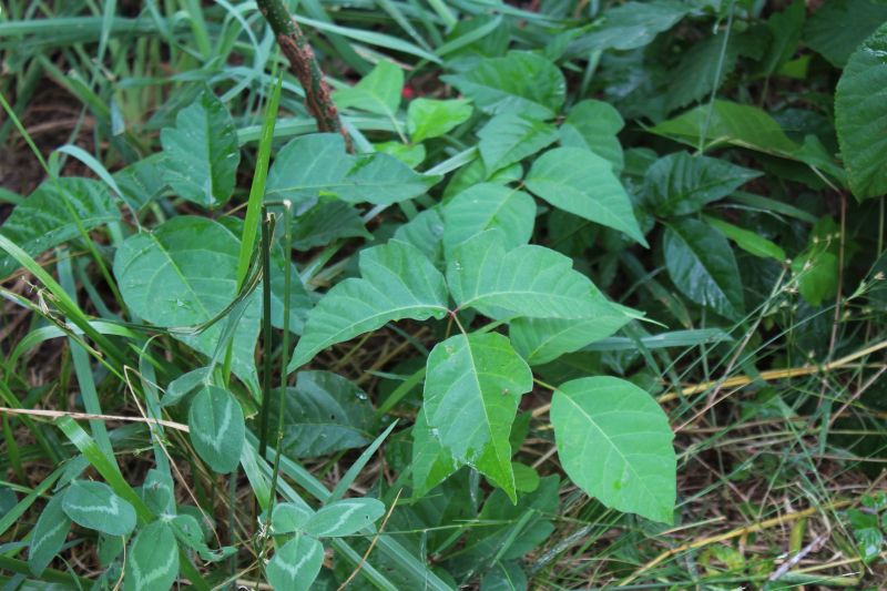Poison Ivy Removal in Doylestown, PA