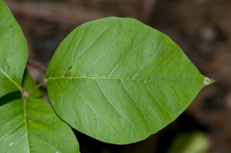 Poison Ivy Removal in Harford County, MD