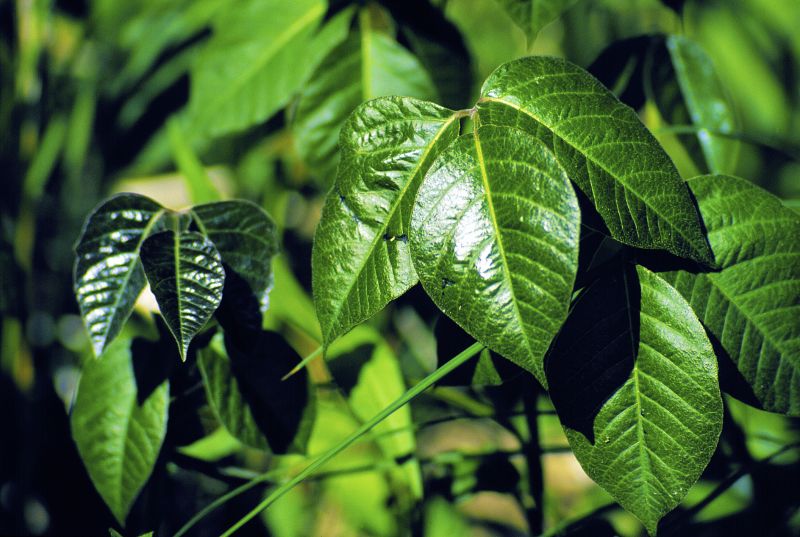 Poison Ivy Removal in Philadelphia, PA