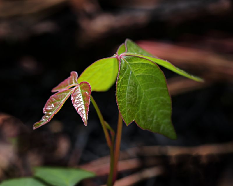 Poison Oak Removal in Allentown, PA