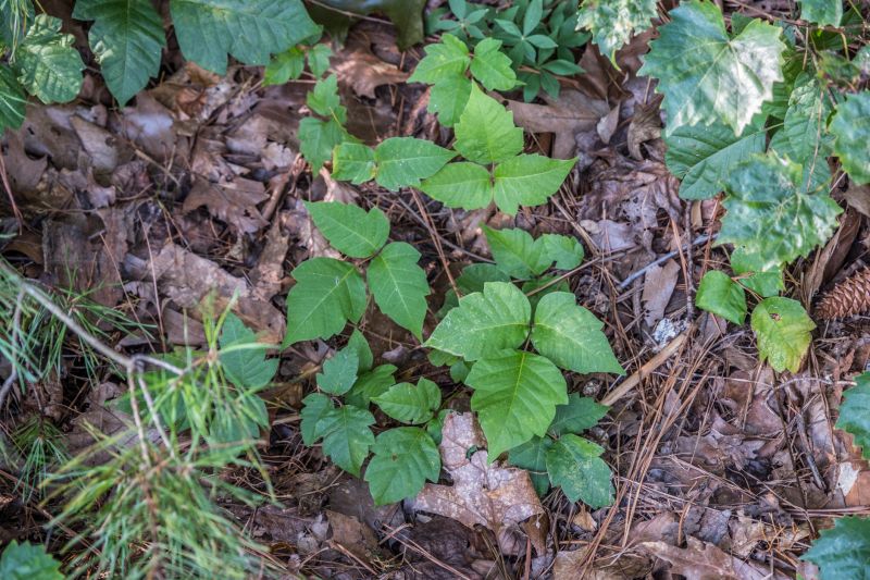 Poison Oak Removal in Burlington County, NJ