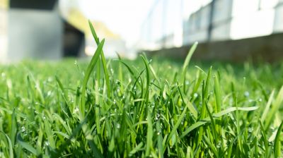 Spring Lawn Fertilizing in Ventura County, CA
