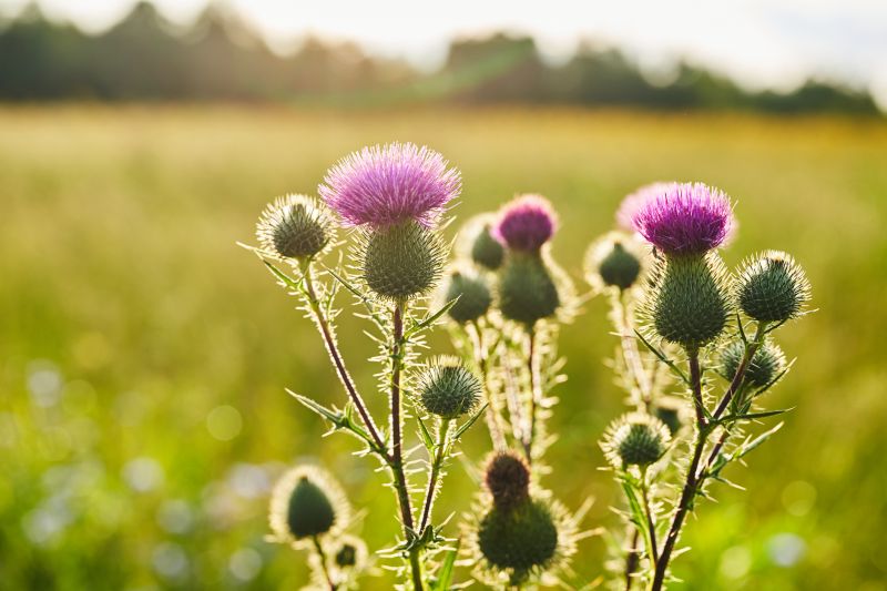 Thistle Control in Aiken, SC